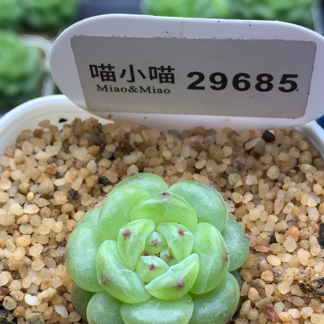 多肉植物杂交珍妮