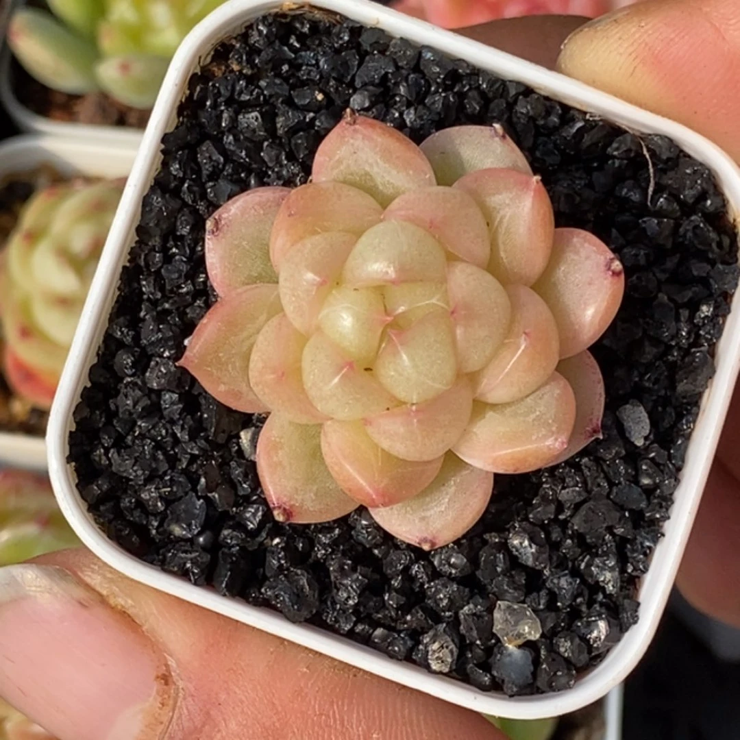 天官赐福百无禁忌