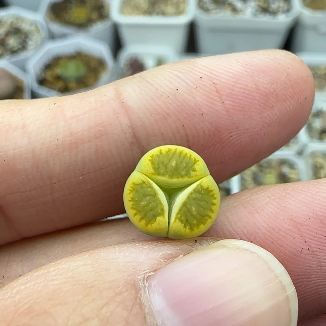 201金色绿菊奔1厘米开播福利