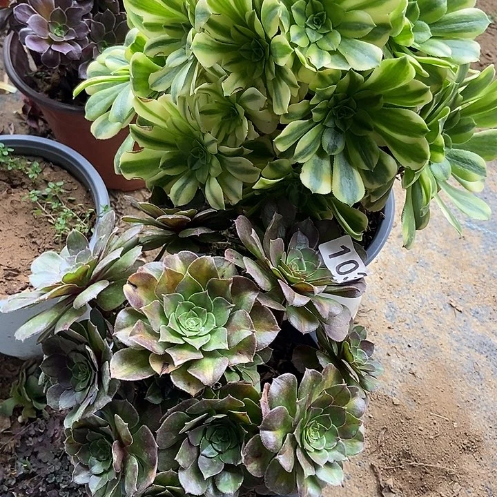 金丝翡翠抹茶103多肉不包断