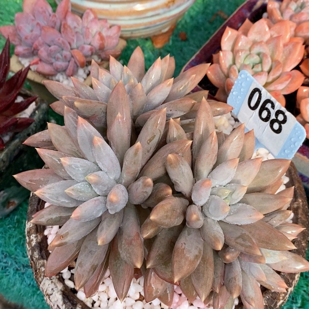 哥特萝莉多肉植物盆栽