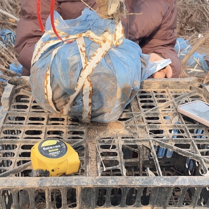 完全开放牡丹花开