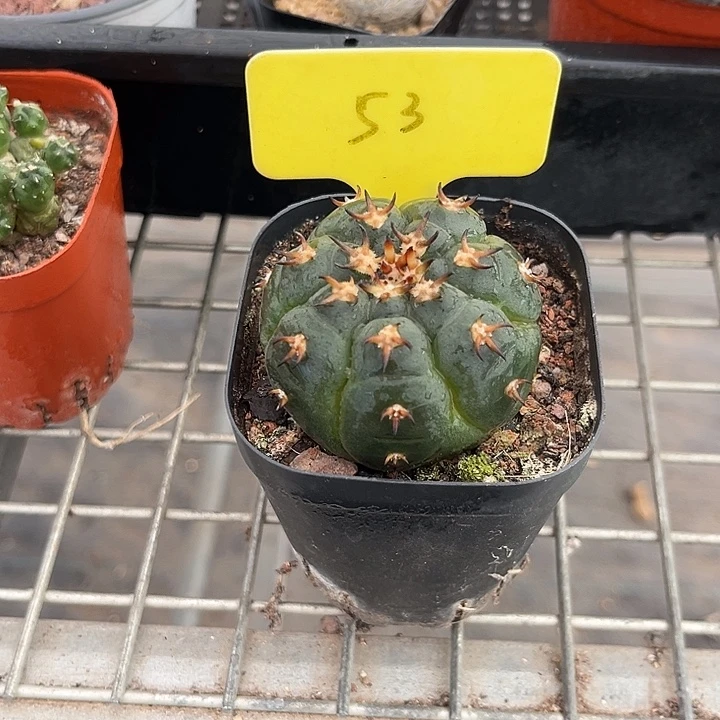 我也不知道我为什么要这样