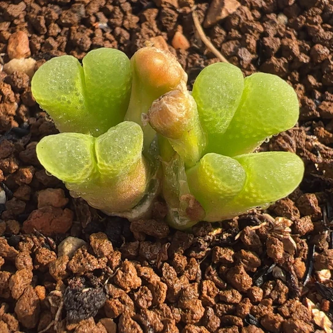 020多肉植物百科