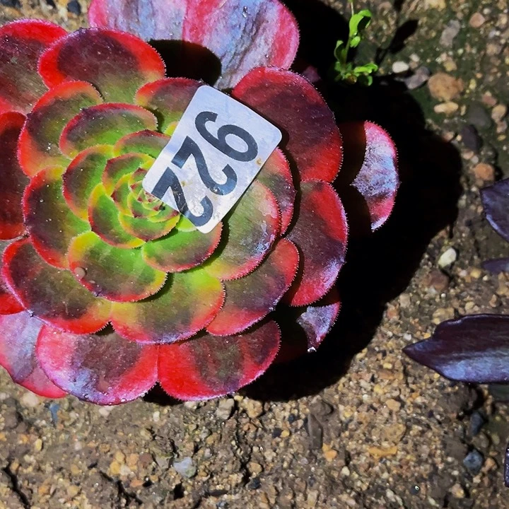 922万七彩多肉植物处理不售后