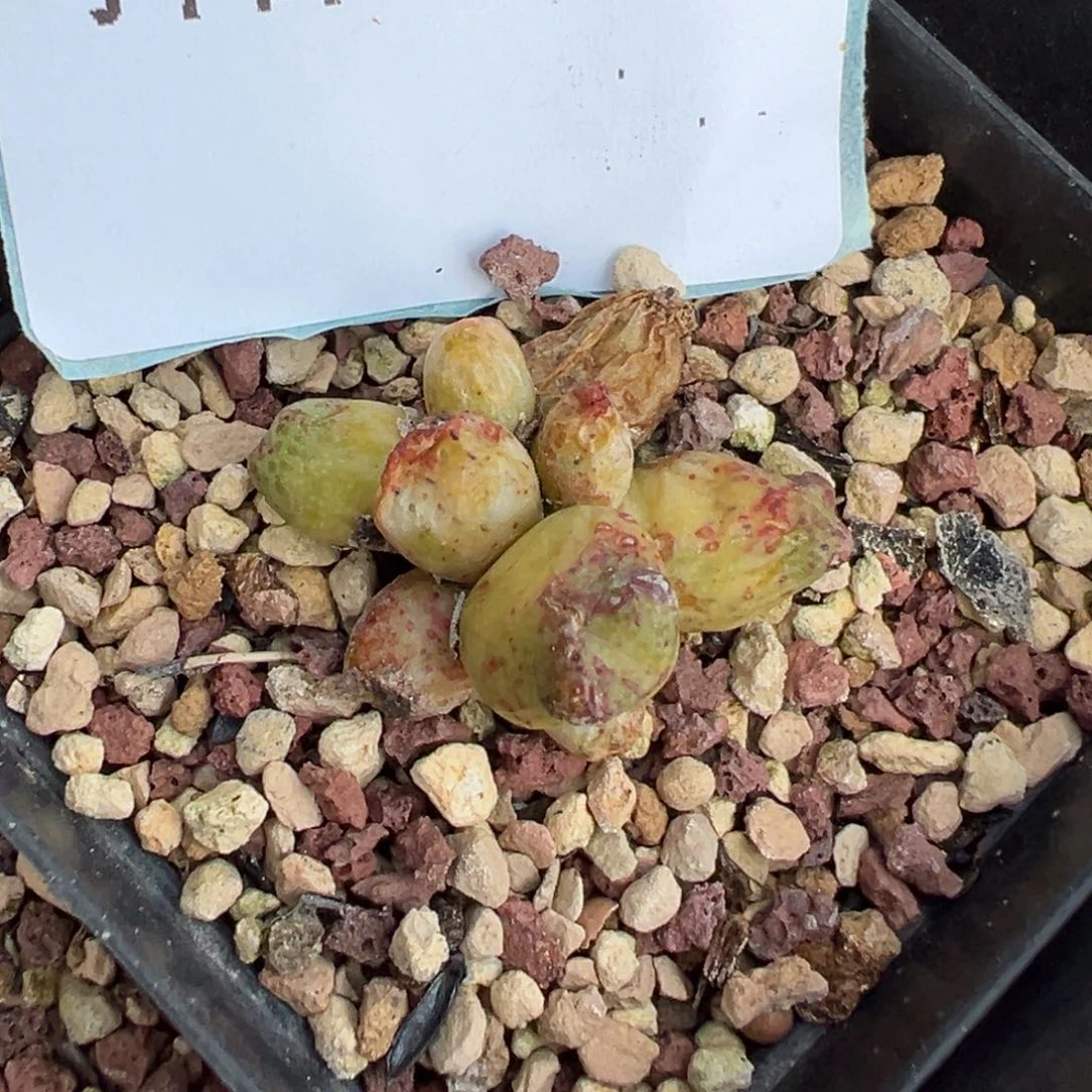 26-98斑马多肉植物，