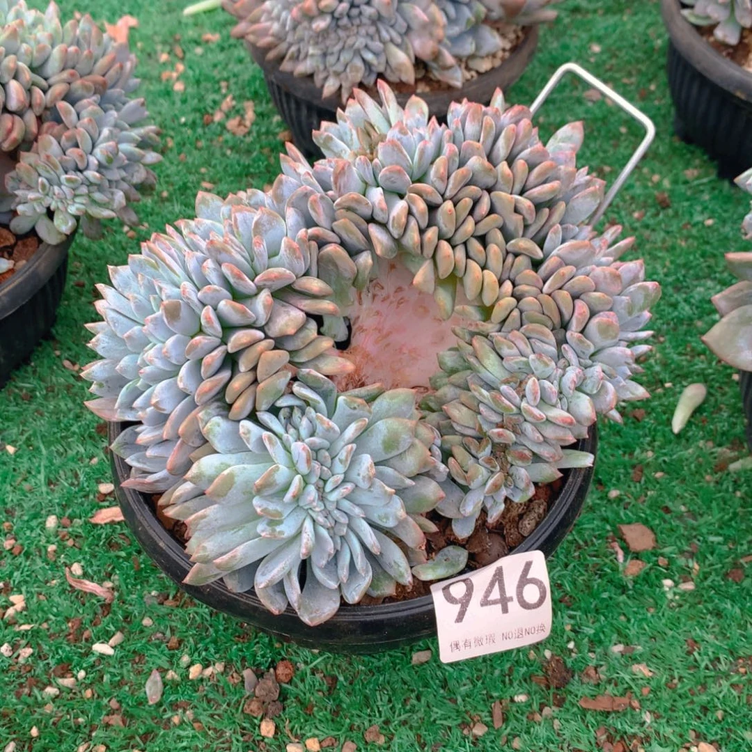 946橙子1111111111