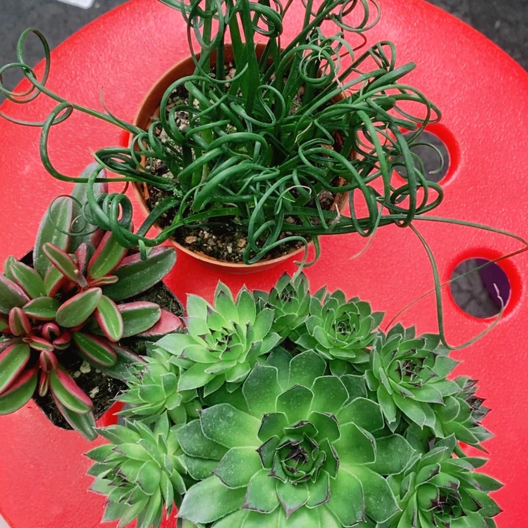 一物一拍三颗无售后