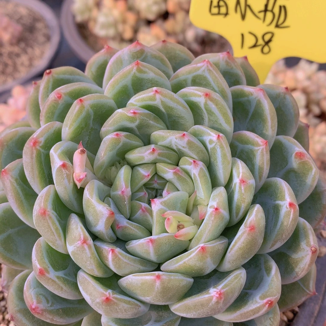 我家的小可爱们都很可爱啊