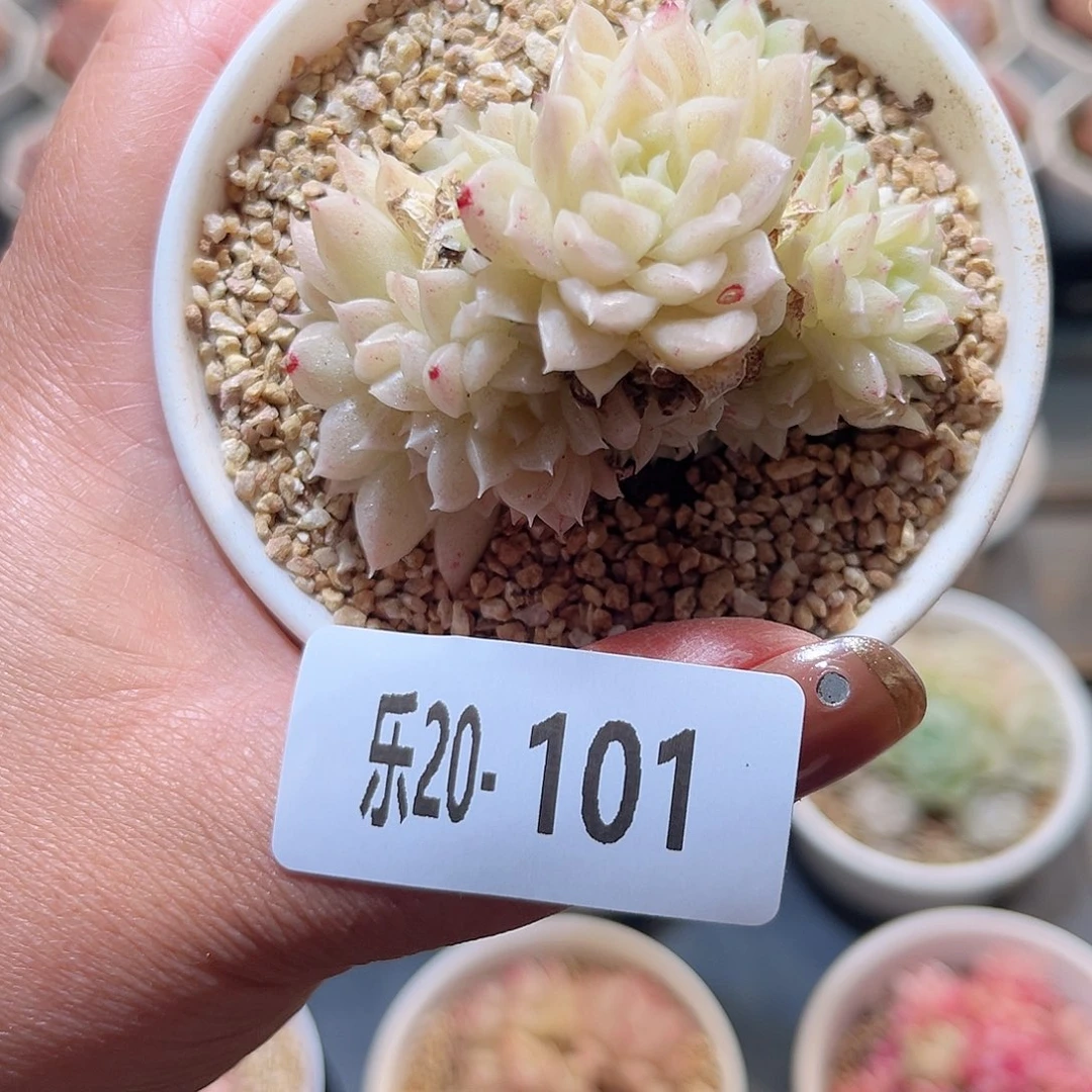 乐20-101 麦秆不包整