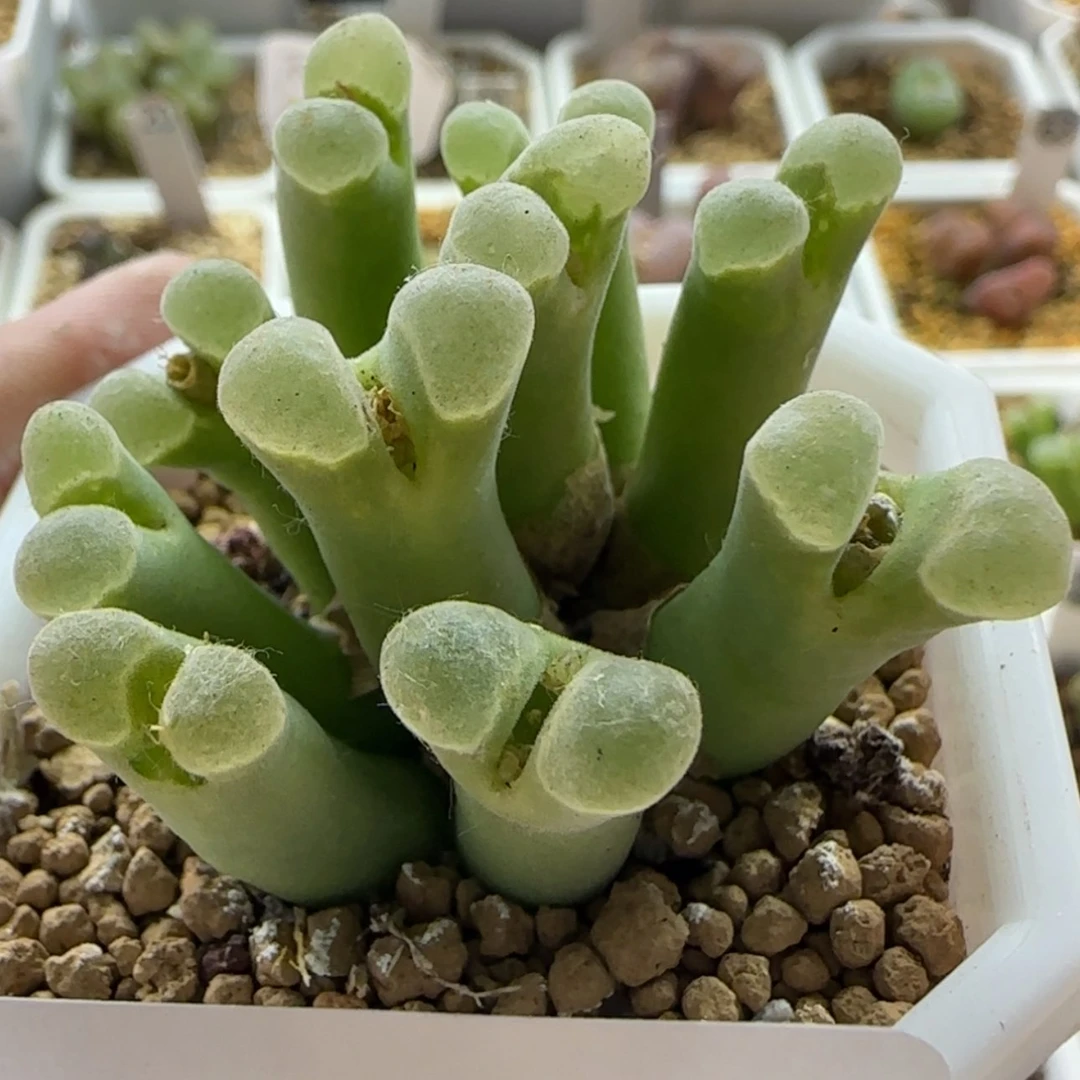 【闪购商品】兜*米21061