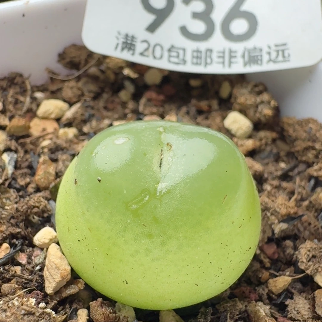 拉登2.0带盆土。