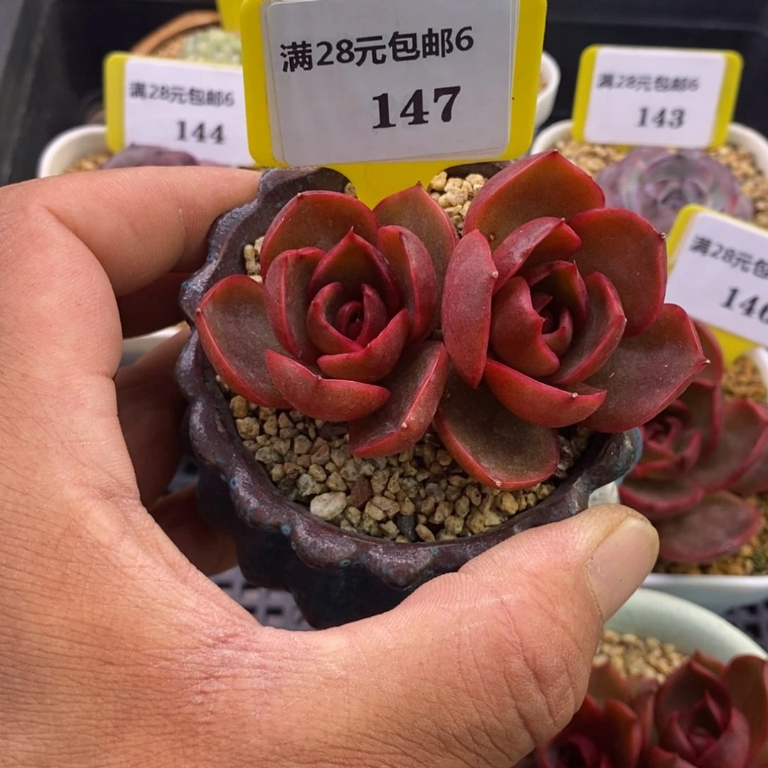 6147红灯双多肉植物