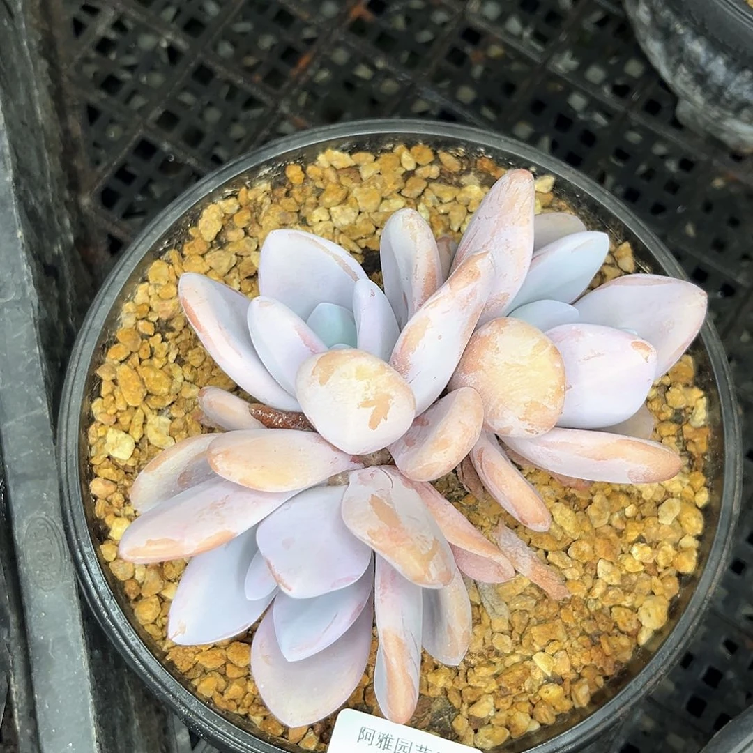 阿雅园艺。   2517粉兔