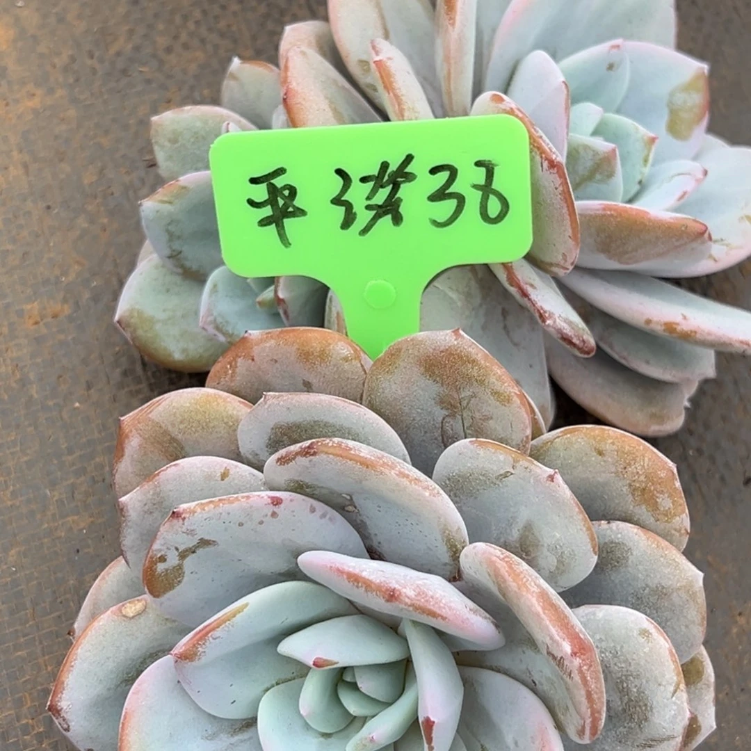 平***水我在你的世界里永远不会忘记