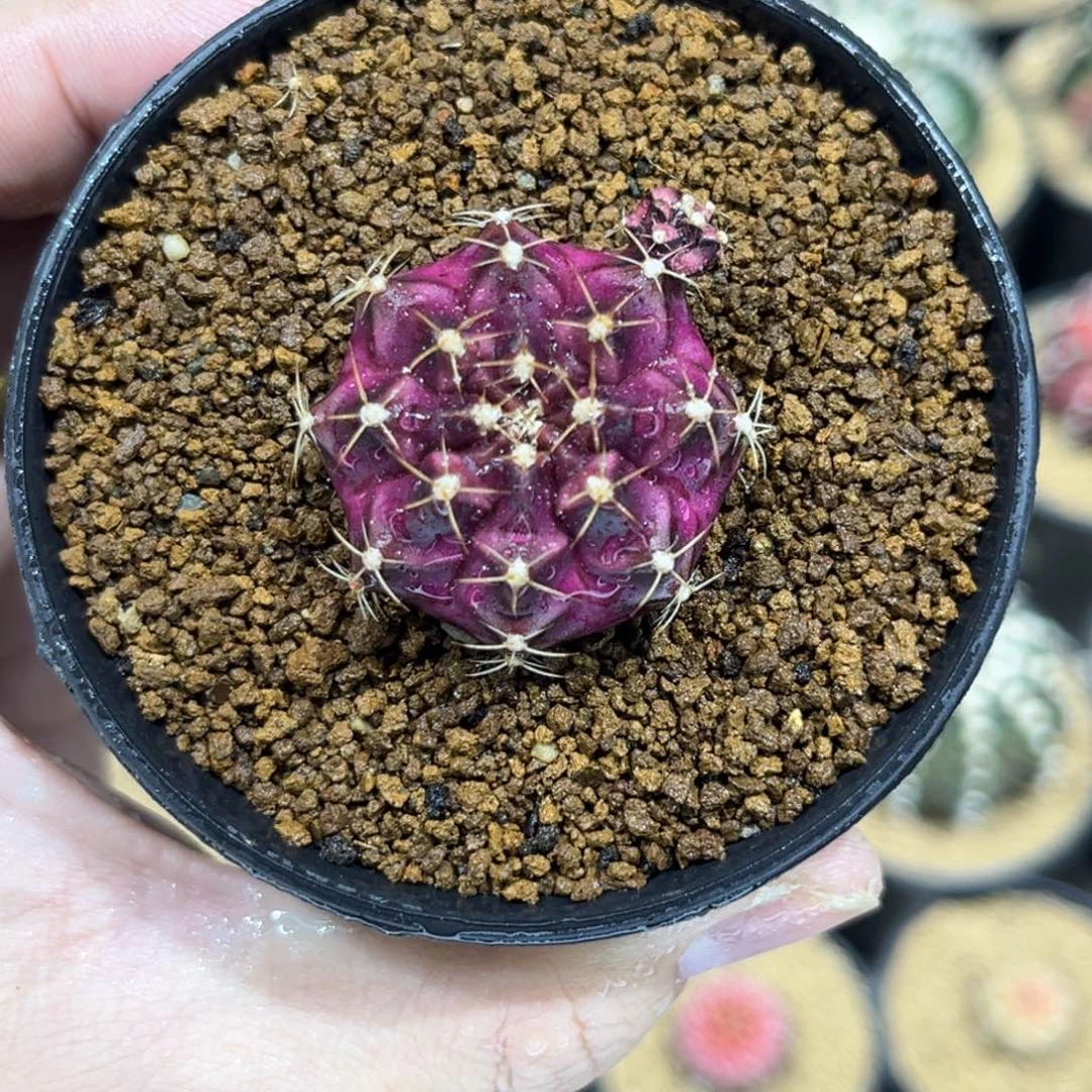 瑞尔—/————/-/————