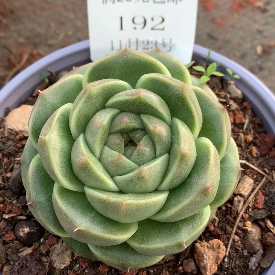 【闪购商品】云192号