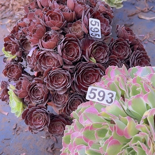 *****多肉植物两个法师