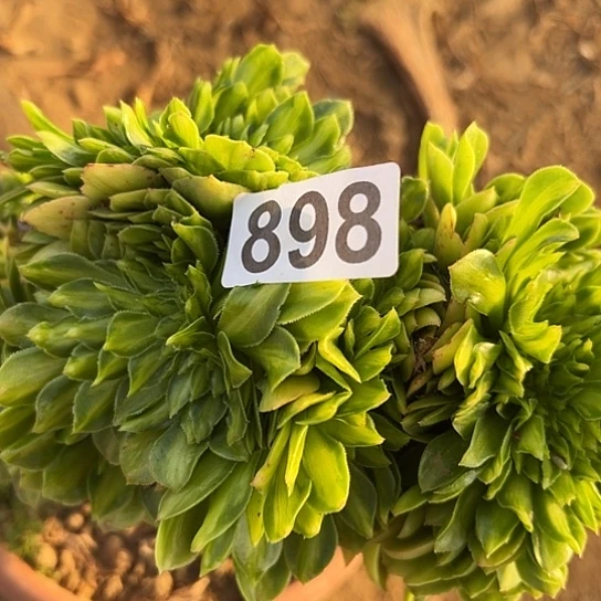 美***院多肉植物一个琉璃898