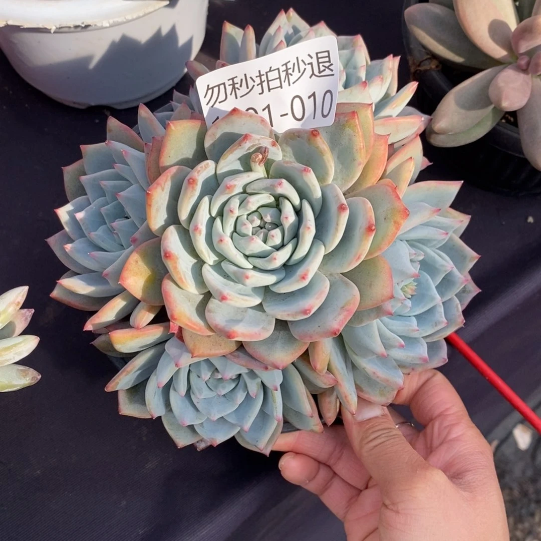 两单包邮101-10粉蓝鸟