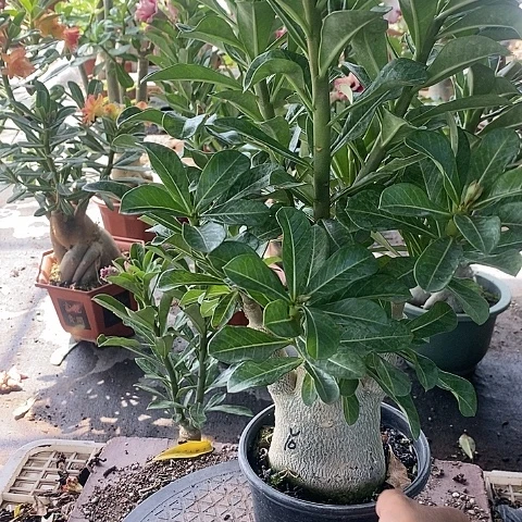【闪购商品】无花朵黄**茶