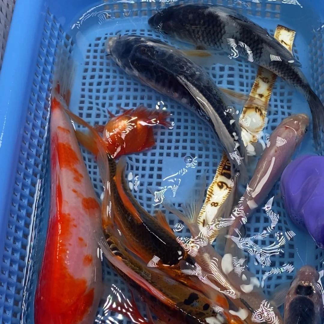 锦鲤冷水锦鲤包邮