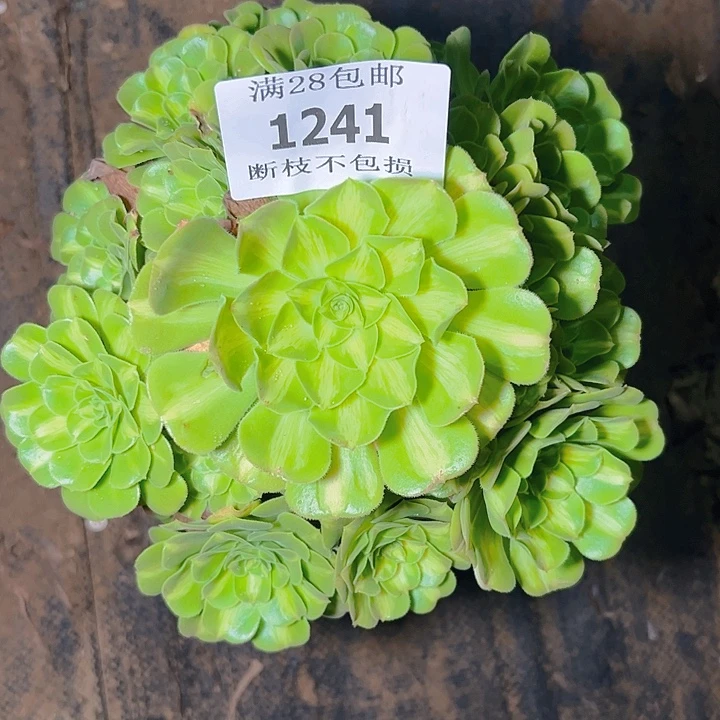 1241翡翠琉璃多肉植物