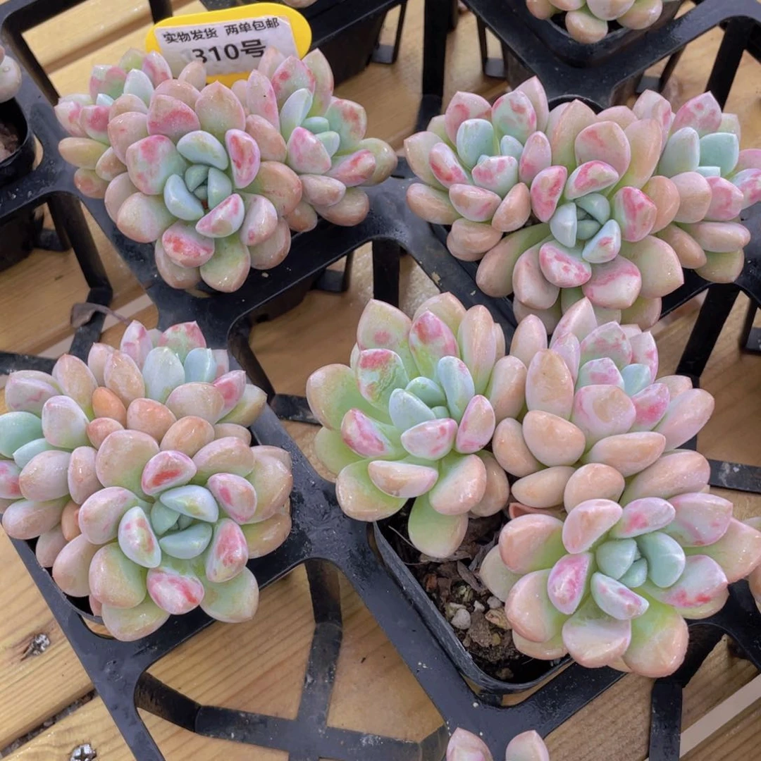 310号 老桩花斑鹭白鹭多头群一个