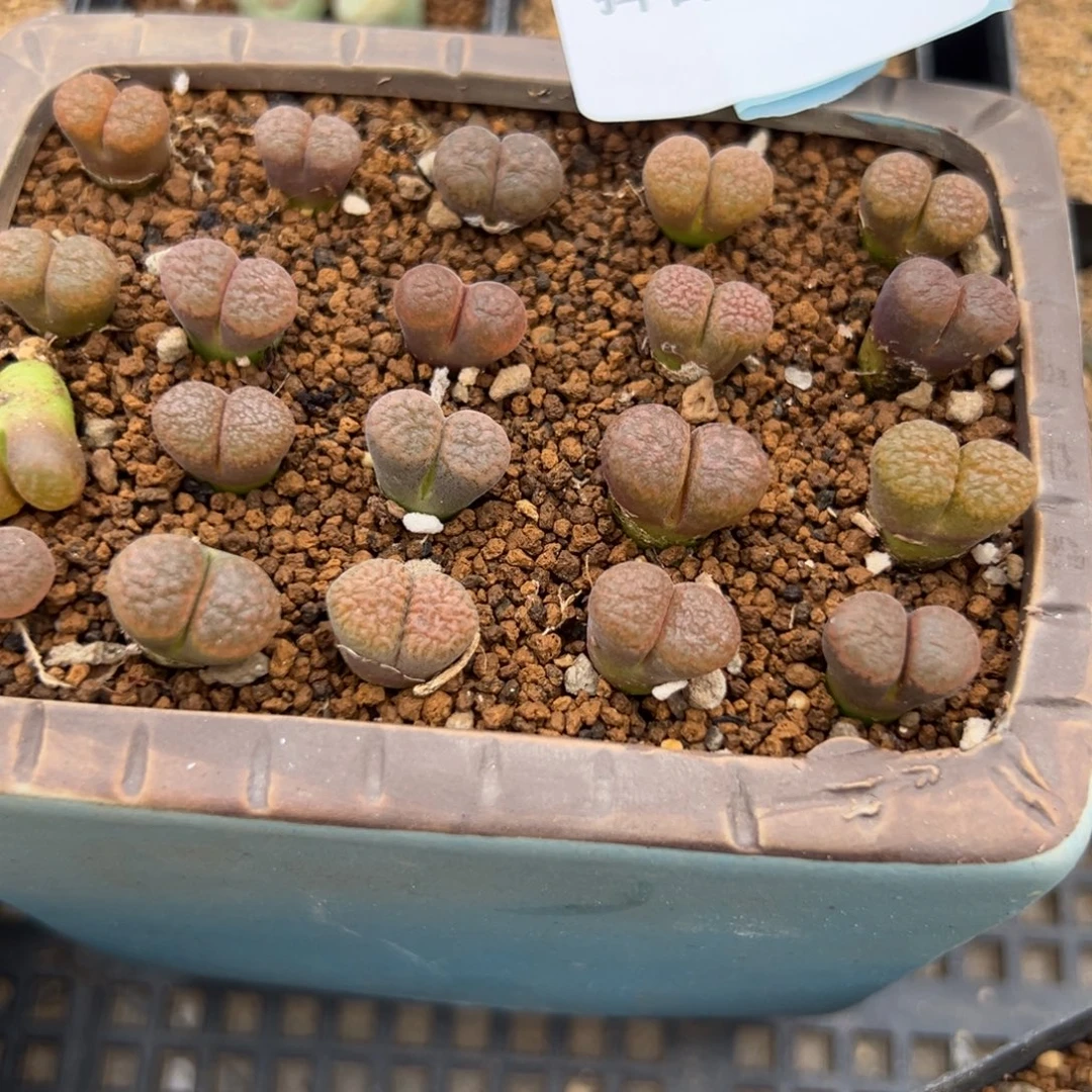 17-245量拍超级蛋糕风铃5颗