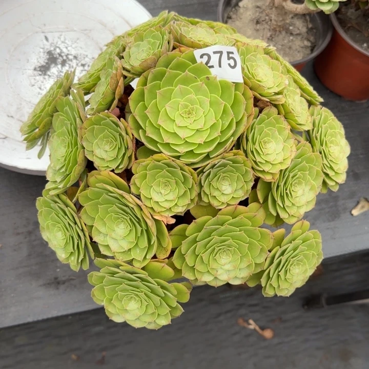 唯***依多肉植物提取275号