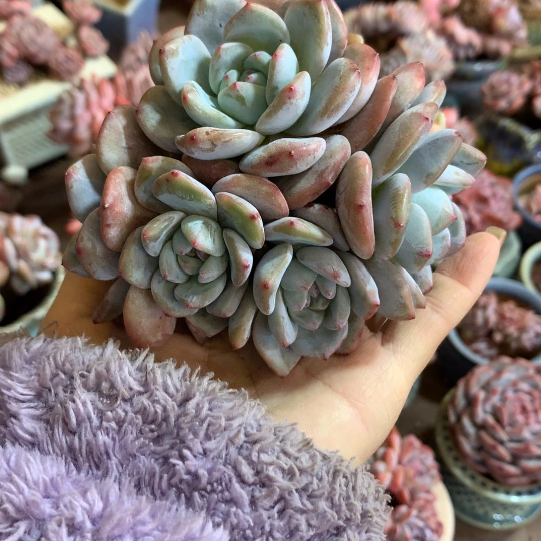 梅***福石榴籽哈哈哈哈哈哈哈哈哈