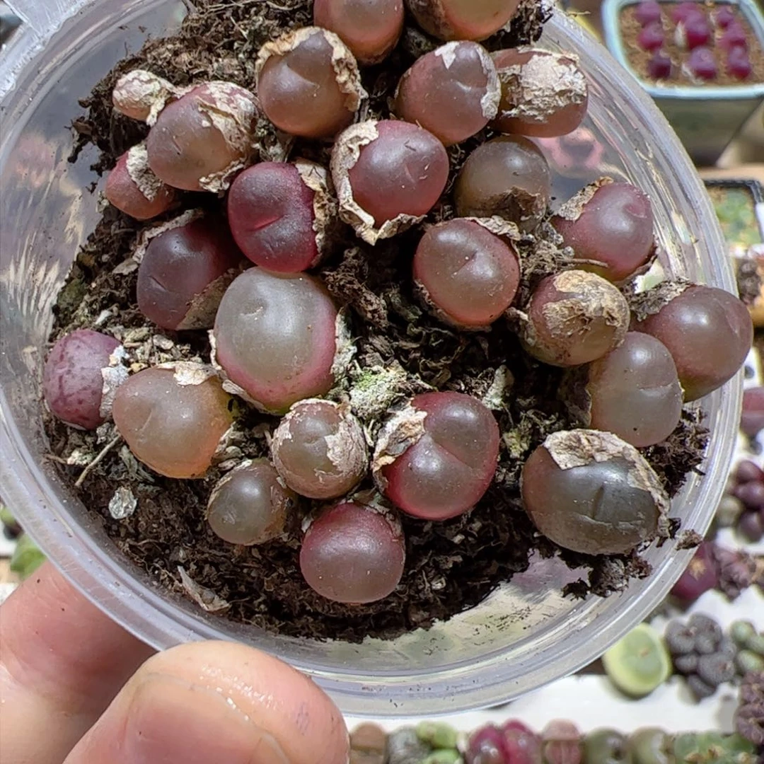 【闪购商品】18 超毛切糕