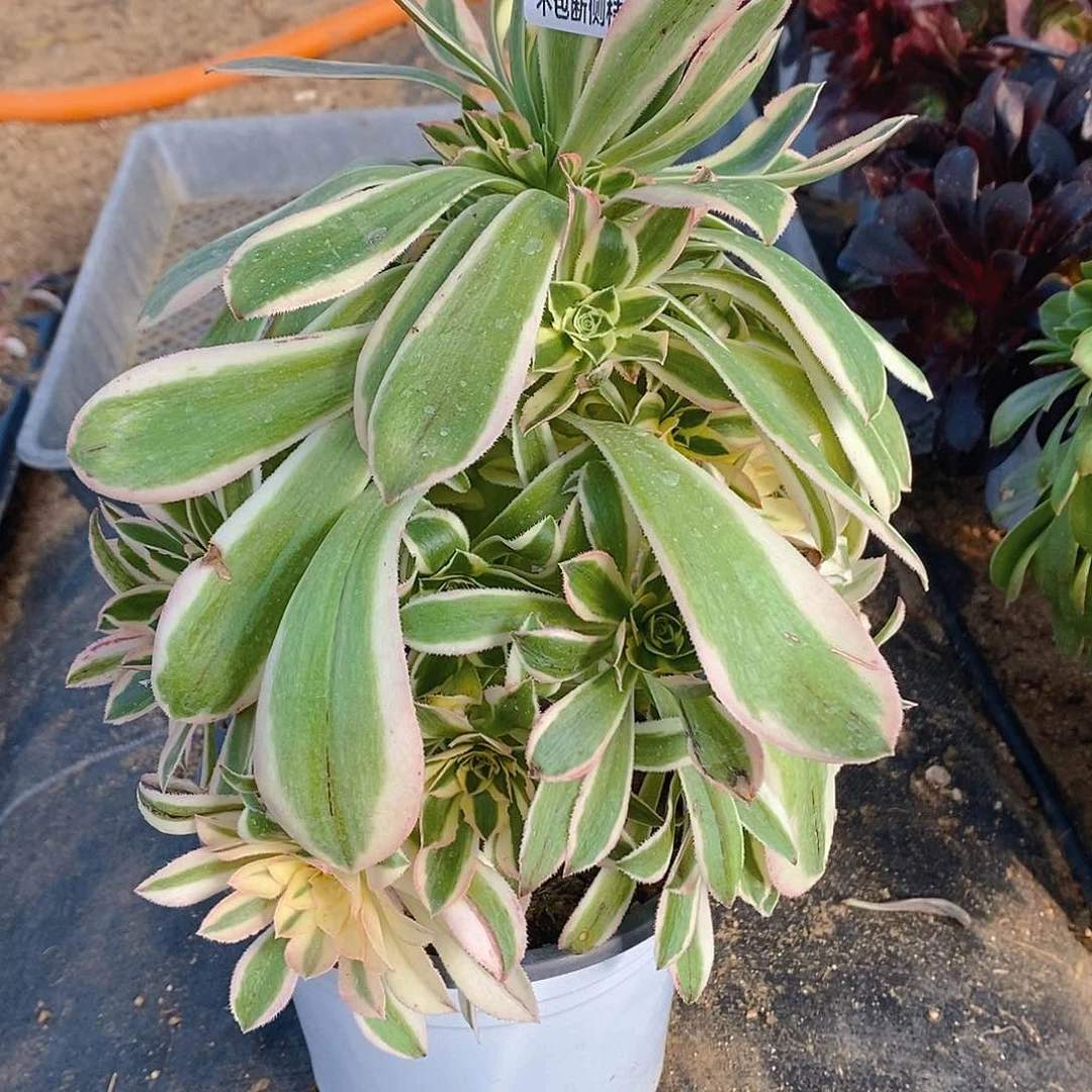 341保时捷多肉法师锦