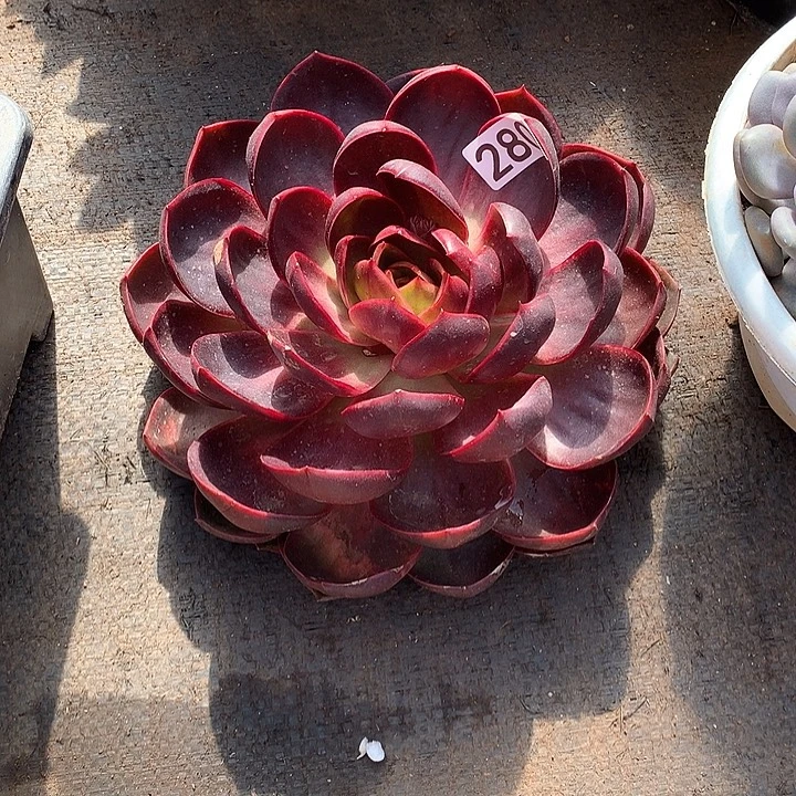 280红灯 一物一拍多肉