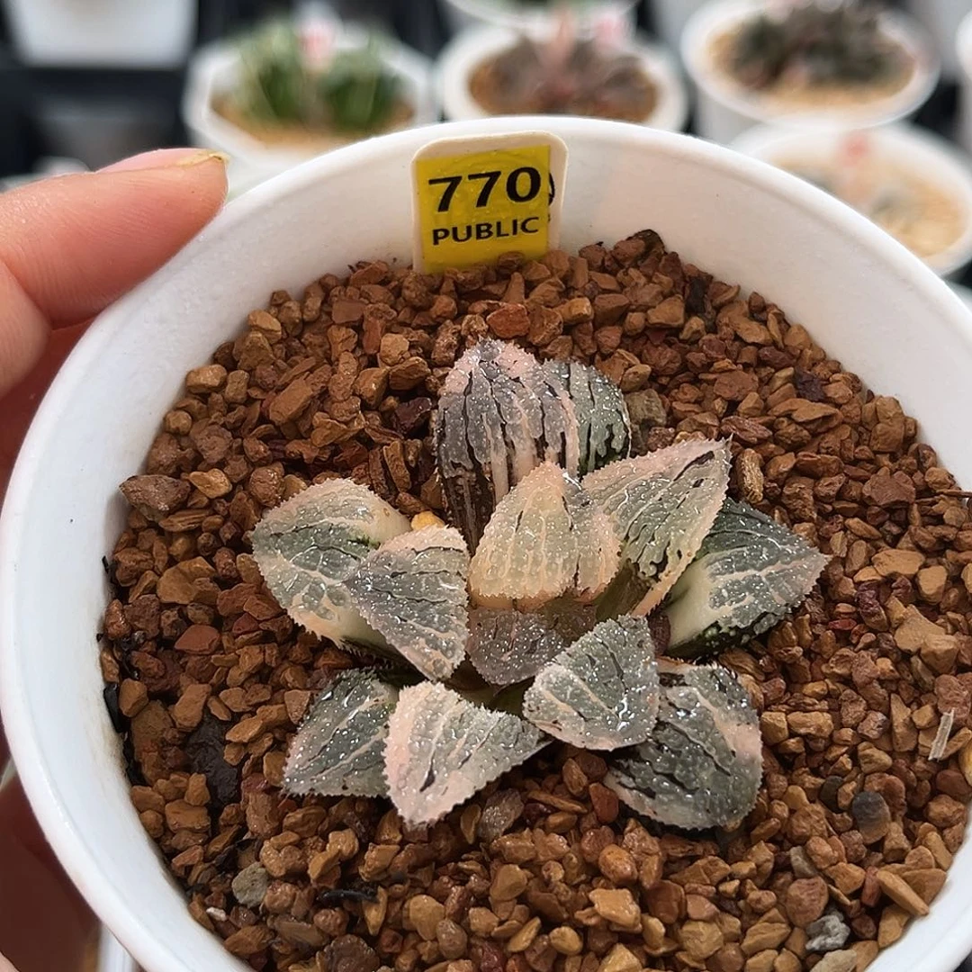 770具味城寿锦一物一图