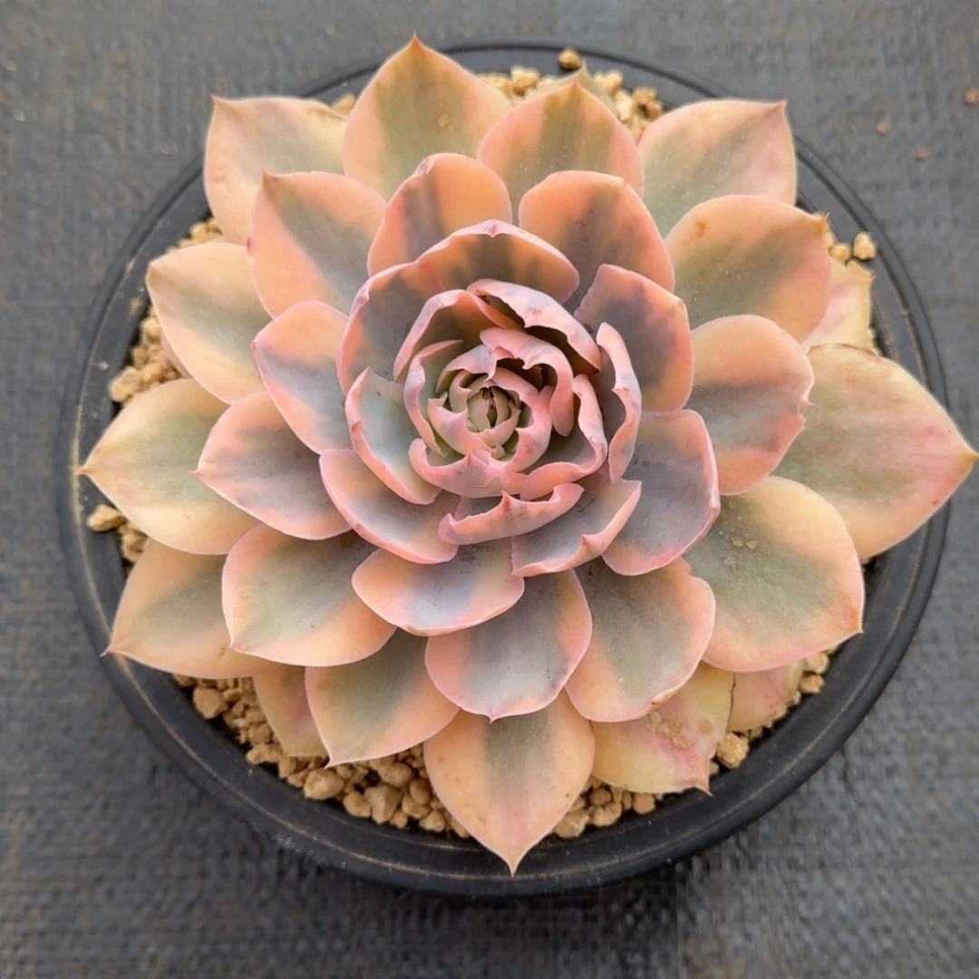 pink锦锦上园艺一物一拍