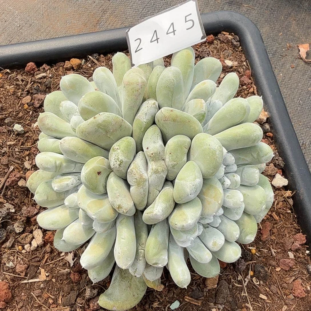 2445号拇指群带缀11头左右