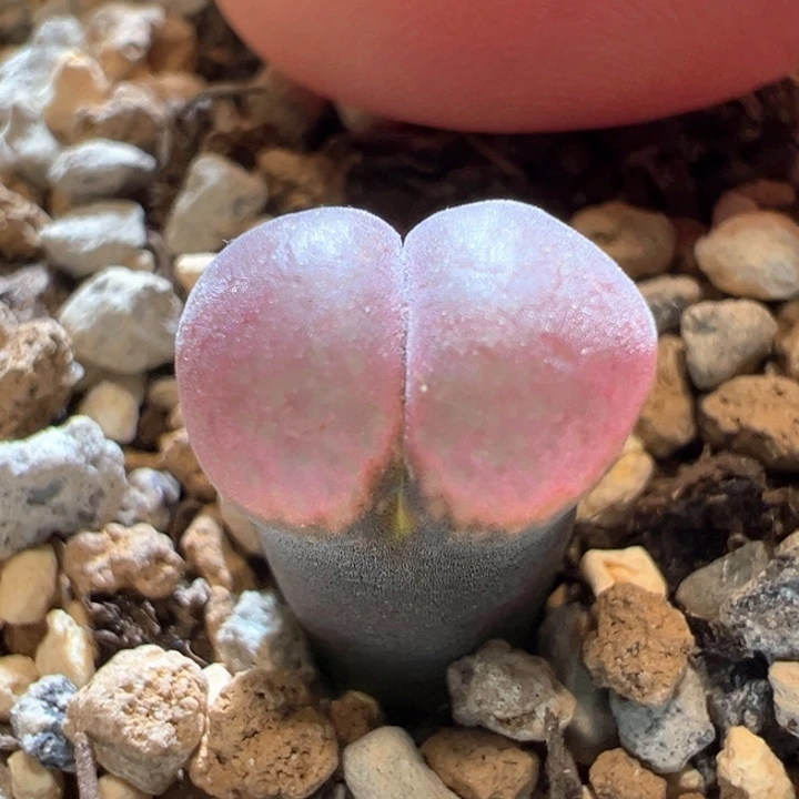 157。花开c10。2年。  福利