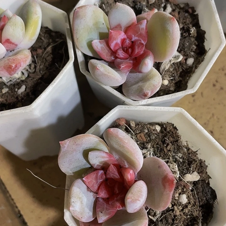 八角盆糖心雪天使