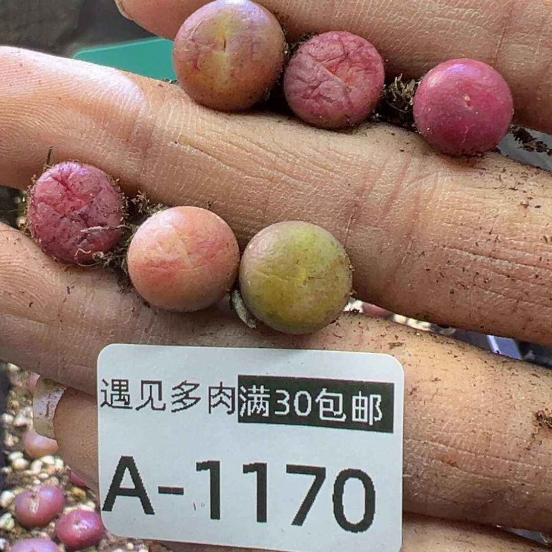 妞*妈多肉植物1111111111111111