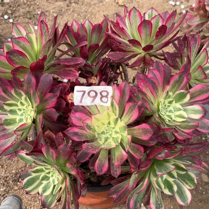 798多肉植物天和