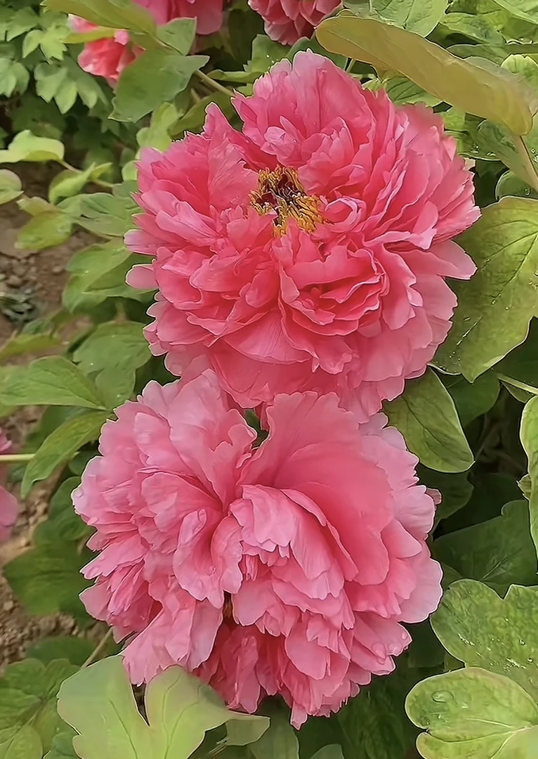 【春红娇艳】牡丹花苗 国色芳华同款，先发肥料，秋季发苗 基地直发