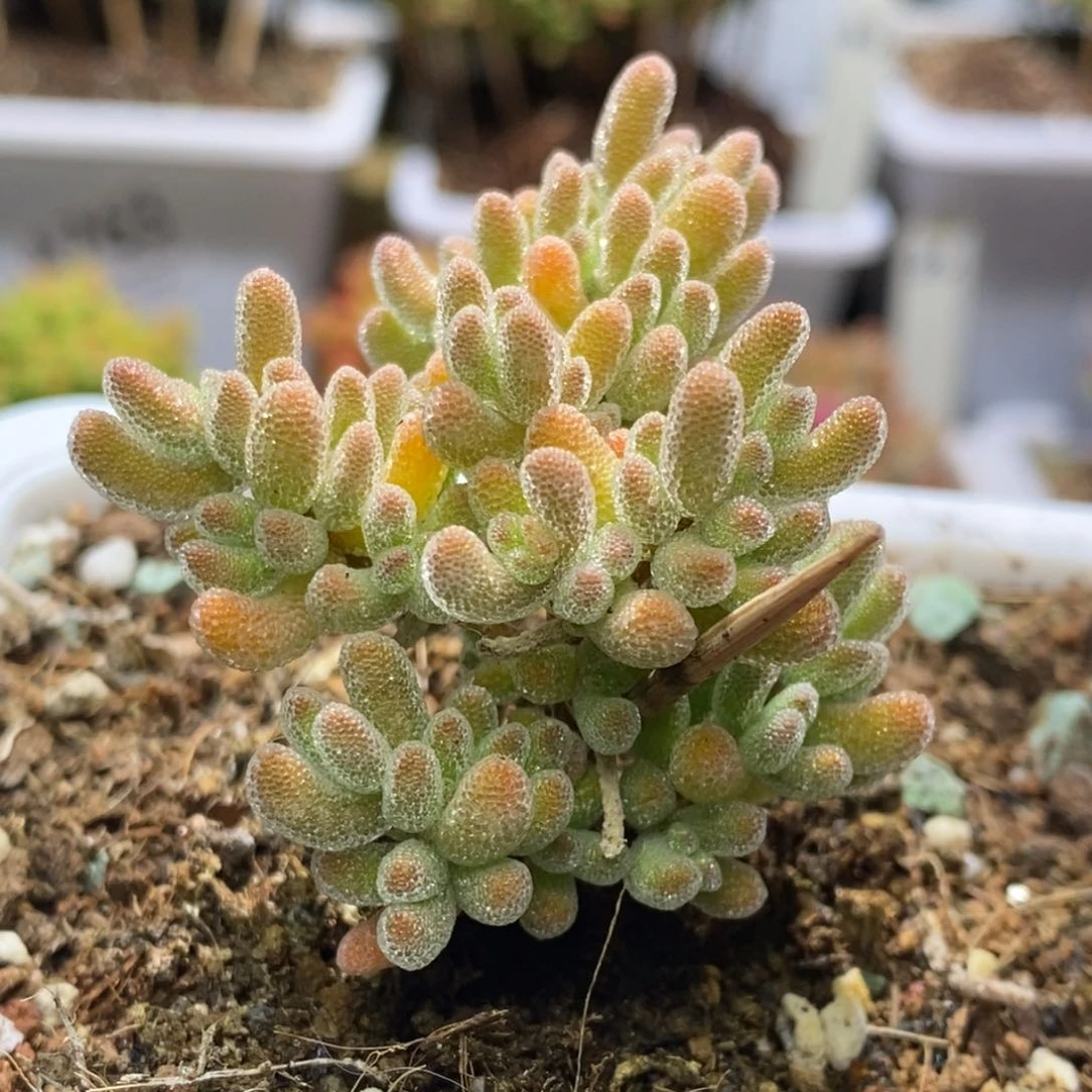 冰晶杂枝干番杏A814福袋