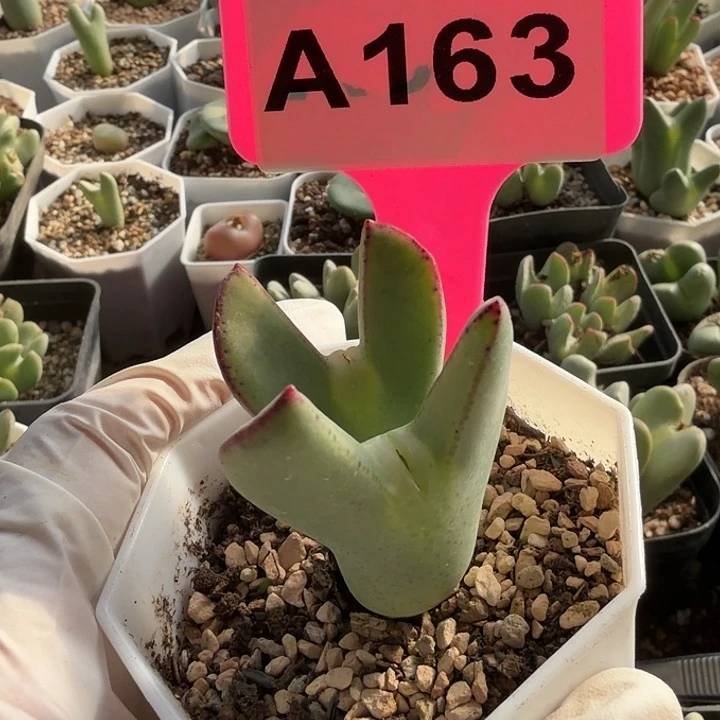 心****苹果手机没流量的一