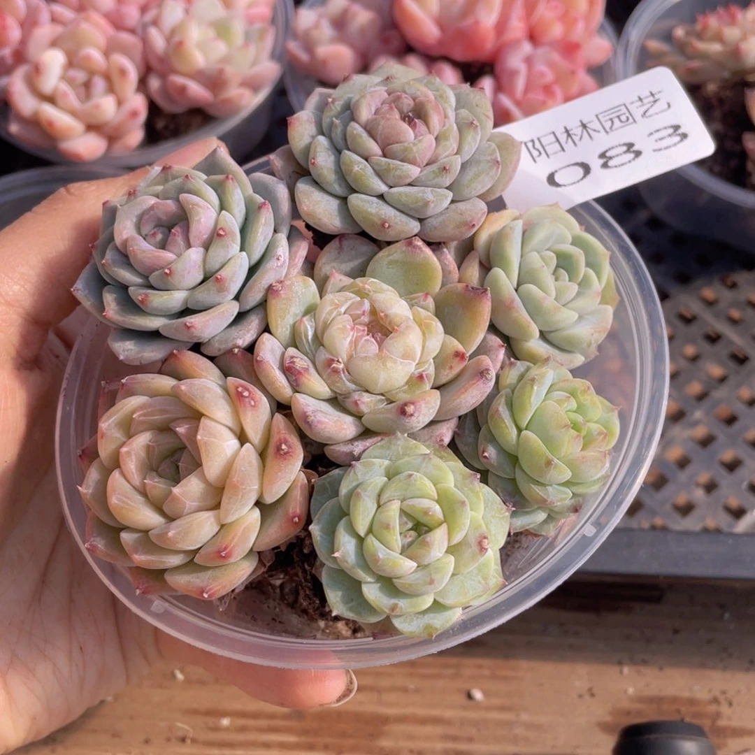 多肉植物多肉植物83