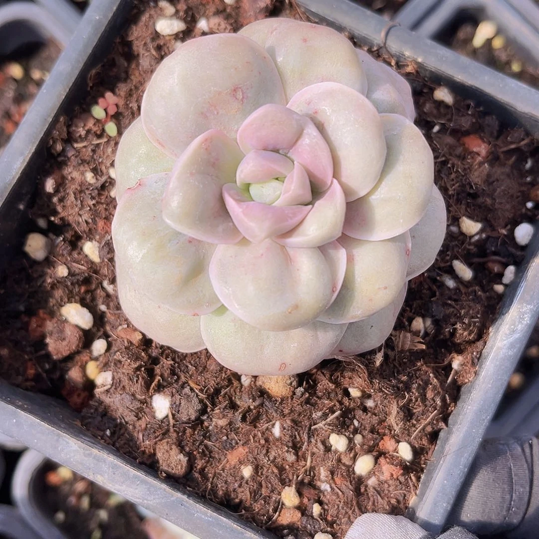 山茶花6公分99999999