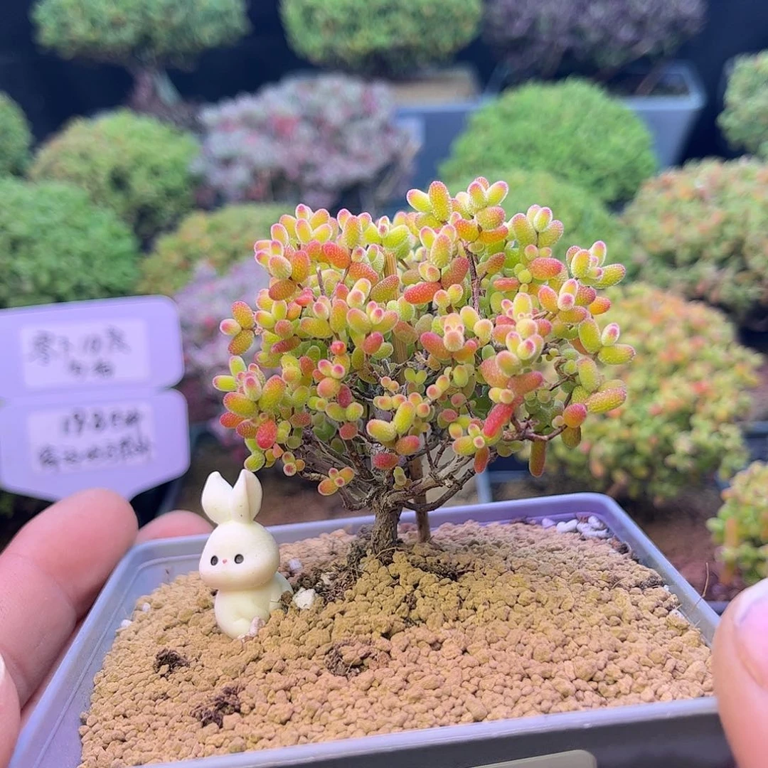 356金桔糖球枝干多肉