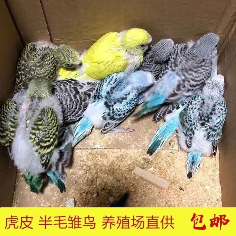 手养半毛虎皮鹦鹉特色雏鸟会说话的活体宠物鸟