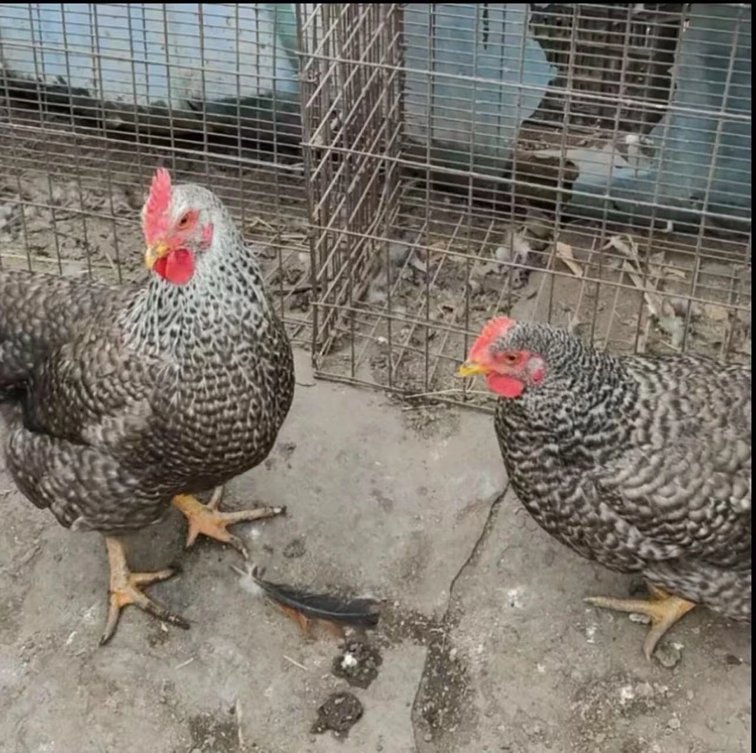 （宝权农副产品）农村散养老母鸡