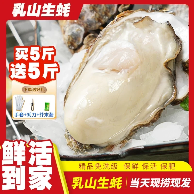 【买5斤送5斤】正宗乳山生蚝新鲜牡蛎
